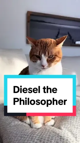 More like trolley *solution* #darkhumor #funnycat #badcat #badcatsoftiktok 