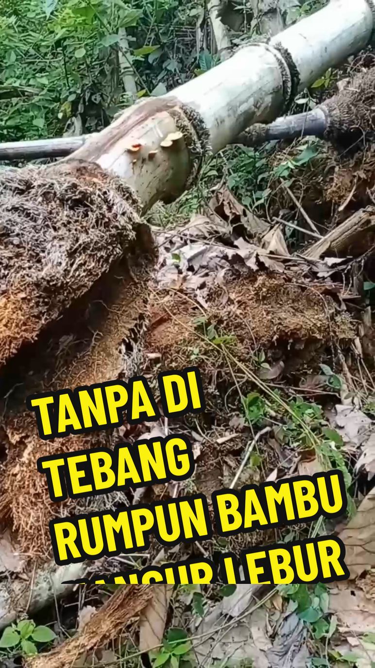 cara menumpas Rumpun bambu agar cepat hancur hingga akarnya #rumpunbambu #caramenumpasrumpunbambu #herbisidapemusnahrumpunbambu 