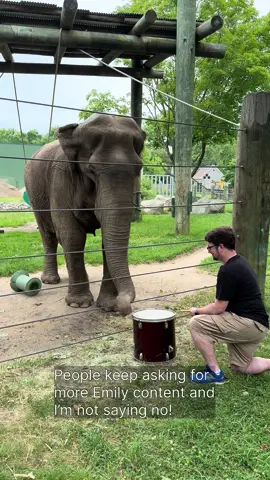 More Emily drumming content from this summer, as has been requested (time and time and time again). Love my drumming buddy @BPZOO #fyp #fypage #elephant #elephants #drum #drums #drumming #wildlifephotography #zoo #zoos #zoopics #zoophotography #animal #animals #animalphotography #animalpics #zooanimal  #zooanimals #animalphotographers #animalsofinstagram #animallover #animallovers #savewhatyoulove 