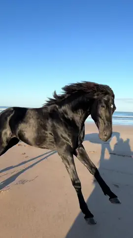 Our baby Maktub, the youngest stallion, experiencing freedom for the firs time 💫❤️  👉🏼 We are a Travel Agency based in Essaouira (Morocco). Join us for an unforgettable horseride holidays. Ride the best horses in town, and meet the best team of riders.  . . . . . . #horses #horsesoftiktok #horse #horsetok #equestrian #fyp #cheval #fypage #viral #viralvideo #pferd #horsesontiktok #лошадь #horselove #essaouira #morocco #lovak #caballos #cavalli #horseriding #viralditiktok #cavalo 