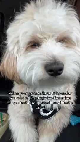 I promise he’s going back in his car seat #dogsoftiktok #doodle #shihtzu #poodle #miniaturepoodle #shihpoo #thanksgiving #fyp #viral