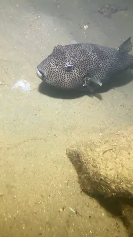 Encountered a giant pufferfish at the bottom of the sea, with two big eyes like glass balls. #diving #sea #ocean #crab #pufferfish #fish