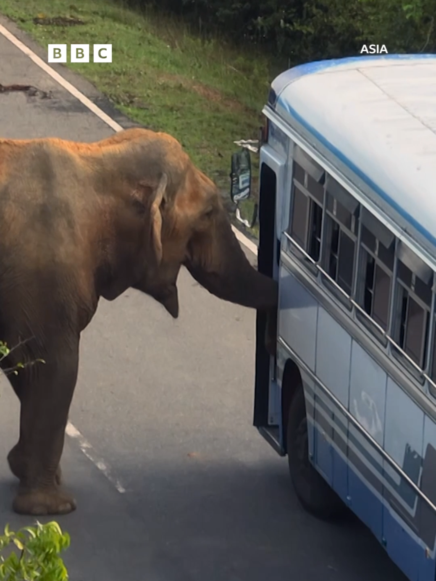 I'm obsessed with this elephant 😍   #DavidAttenborough #Elephants #AsianElephants #SriLanka #Nature #NaturalWorld #Asia #BBCAsia    Asian elephants live in higher densities in Sri Lanka than anywhere else on earth. People are never far away, and one clever elephant has found a way to make the most of it.