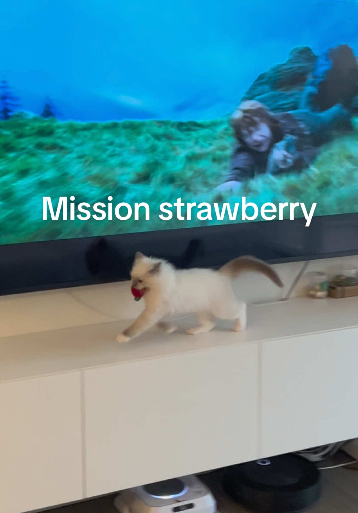 Mission: get the strawberry back without being seen 🍓                                                                             #harrypotter #harry #harrypotterandtheprisonerofazkaban #ragdoll #ragdollcat #ragdollsoftiktok #catso #ragdoll #ragdollcat #ragdollsoftiktok #catsoftiktok #kittensoftiktok #kittycat #ragdolls #fyp #creatorsearchinsights #onthisday 