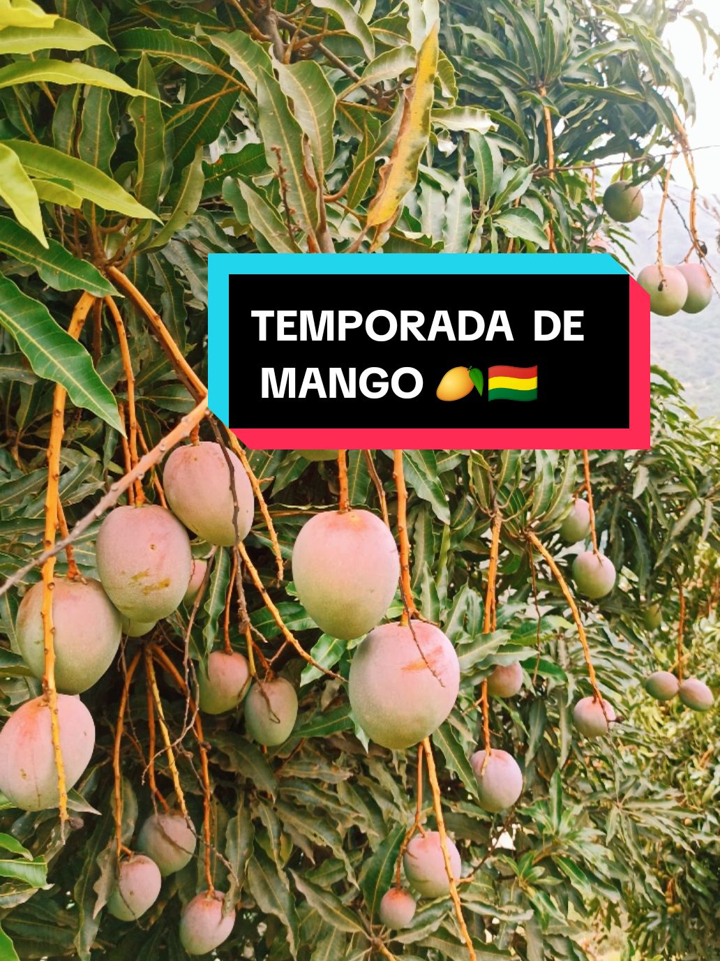 #TEMPORADA DE MANGOS #YUNGAS #LAPAZ #BOLIVIA #yungasbolivia🇧🇴 