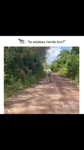 #risa #parati #vaca #secae #teestasriendobro? #animales #nojado 
