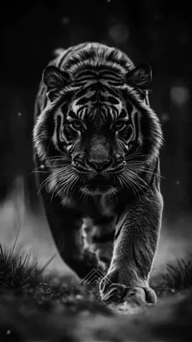 I Am A Fighter. Best Motivational Quote. #motivation #motivationalquotes #hustleharder #lion #lionmindset 