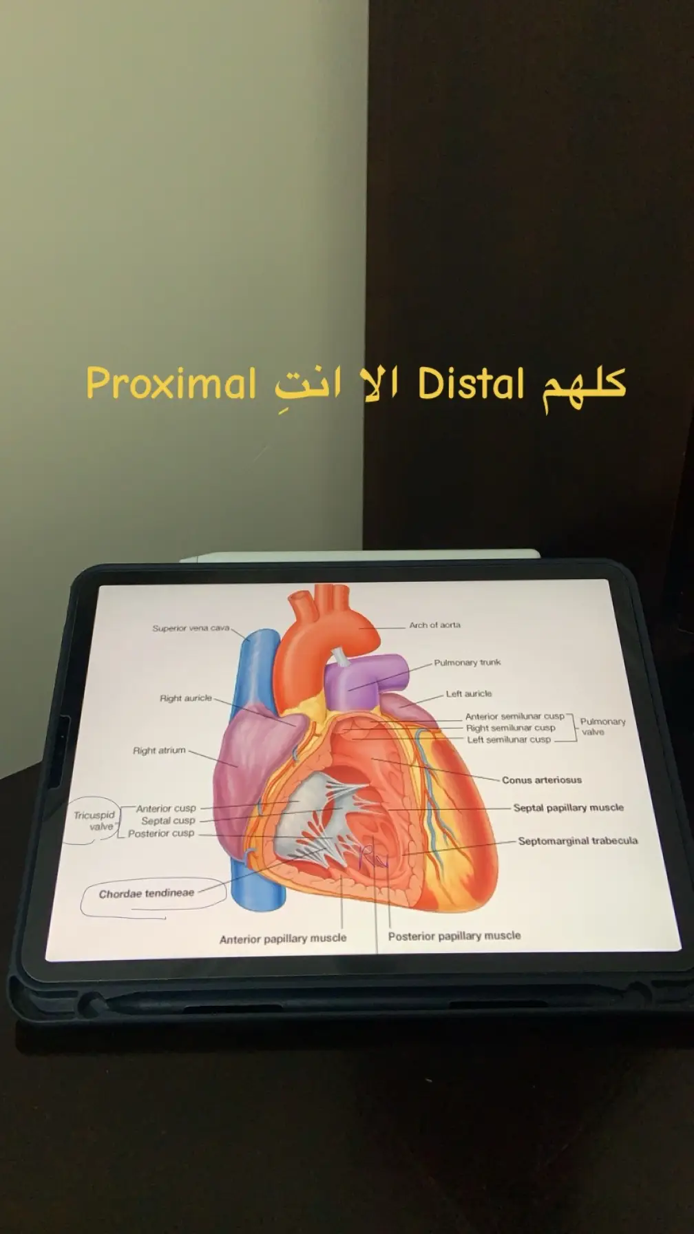 #anatomy #طالب_طب #الطائف #مالي_خلق_احط_هاشتاقات #اطباء_المستقبل 