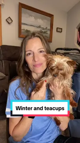 Be careful with a tiny toybreed in the 3 pound range in harsh winter weather. His tiny body can lose heat quickly, even with a coat or sweater on. #toybreeds #teacups #yorkshireterrier 