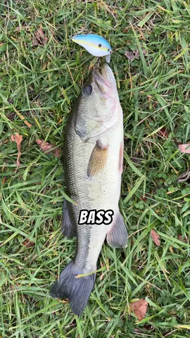 Fishing with a crankbait in the fall 🎣 #fishing #fishinglife #fishingvideos 
