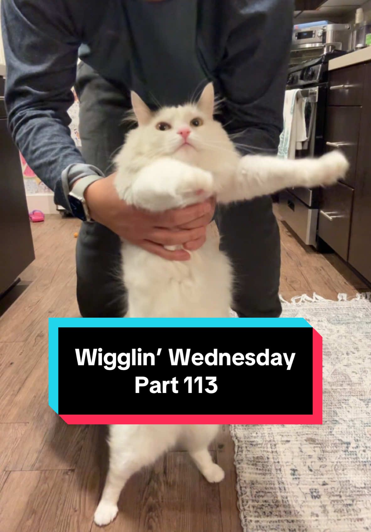 Wigglin’ Wednesday Part 113 🕺😶‍🌫️😈 the after-work wiggle party 🦭🔥 #cat #catsoftiktok #wigglinwednesday #melonnfinn #fyp