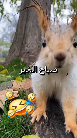 #فيديوهات_مضحكة😂😂😂😂😂😂😂😂😂 #مضحكه_جدا_كوميدية😅😂🤭💔 