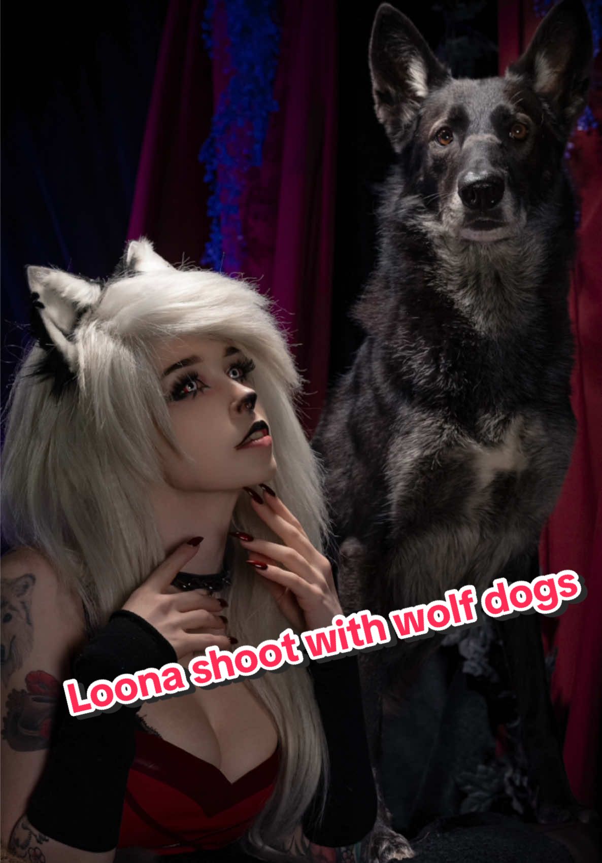 This was so much fun 🥹♥️ #loona #helluvabossloona #loonacosplay #spindlehorsetoons #wolfdogs #lupine #loonahellhound #wolfdogphotoshoot #helluvabossedit