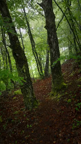 Every path in the forest leads to a new adventure 🌲✨ Trust the journey and enjoy the wild ride 🍃🫶 | 📍Luxembourg 🇱🇺 | 📷 more nature vibes @giuliogroebert  | 🚐 exploring the world w/ @elena_wuest  | #nature #photography #life #forest #relax #luxembourg 