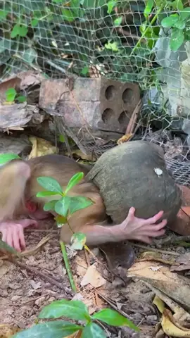 The poor baby monkey #monkey #monkeys #poormonkey #babymonkey #animals #monkeysoftiktok #pet #forest #usa #cutemonkey #monkeylover #monkeyvideo #wildanimals #cute #rescue #🐒 #wildlife #viral 