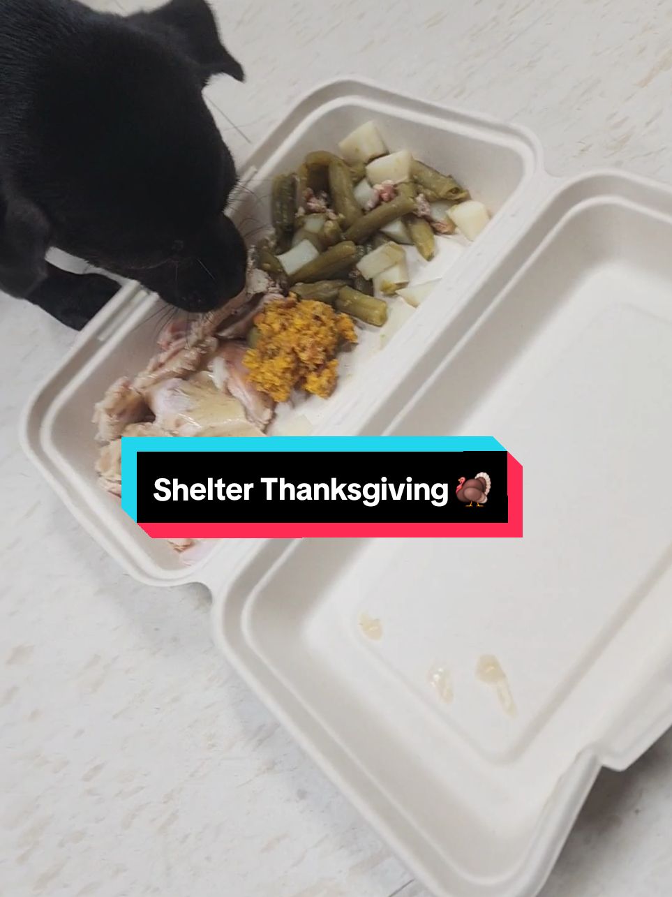 Rivers Edge had a very kind person bring in a Thanksgiving meal with dog-safe foods for all the shelter pups 🐶 @REAShelter #Sheltertok #AnimalShelter #AnimalRescue #REAS #SaveTheShelterDogs #HappyThanksgiving 