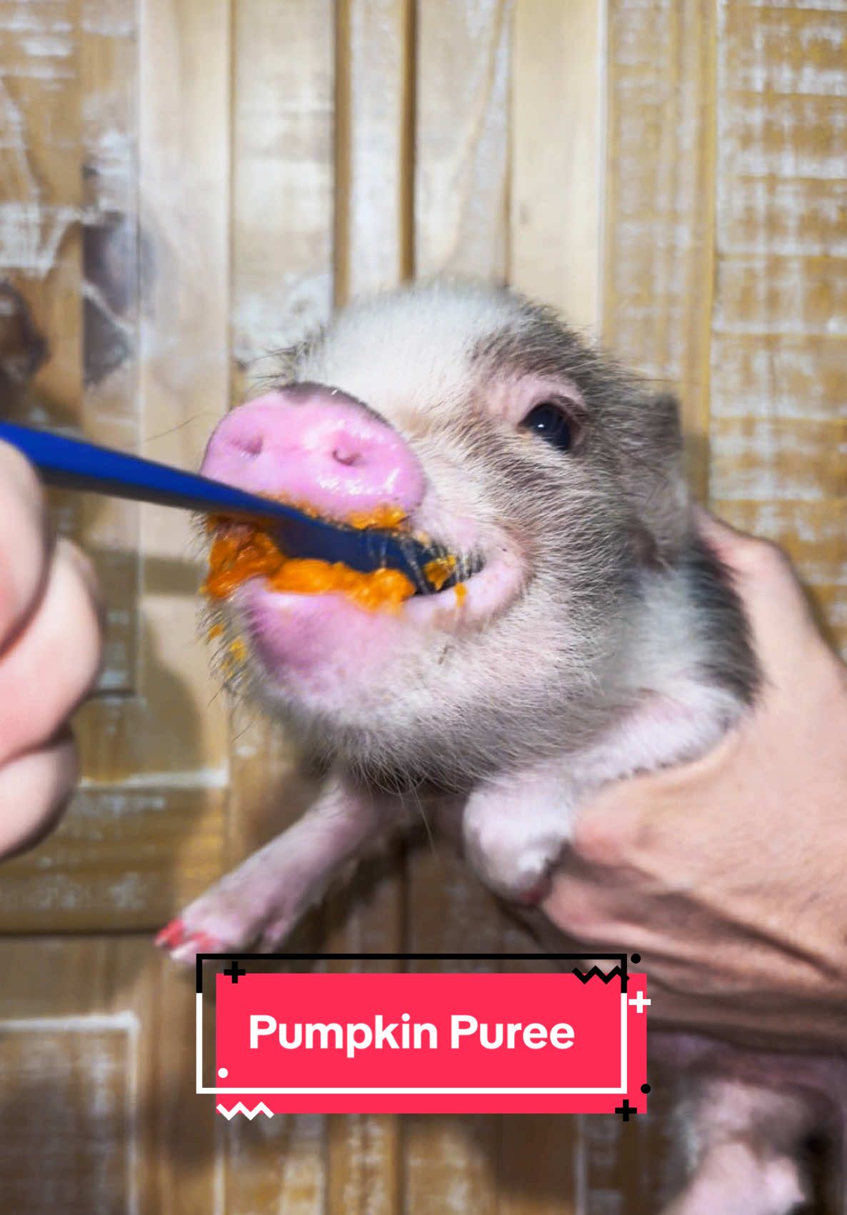 Homie tried to eat the whole spoon! He tried pumpkin puree and loved it!! #asmr #asmrsounds #asmrvideo #minipigs #minipigsoftiktok #pigsoftiktok #piglet #pig #piggy #cuteanimals #thankful 