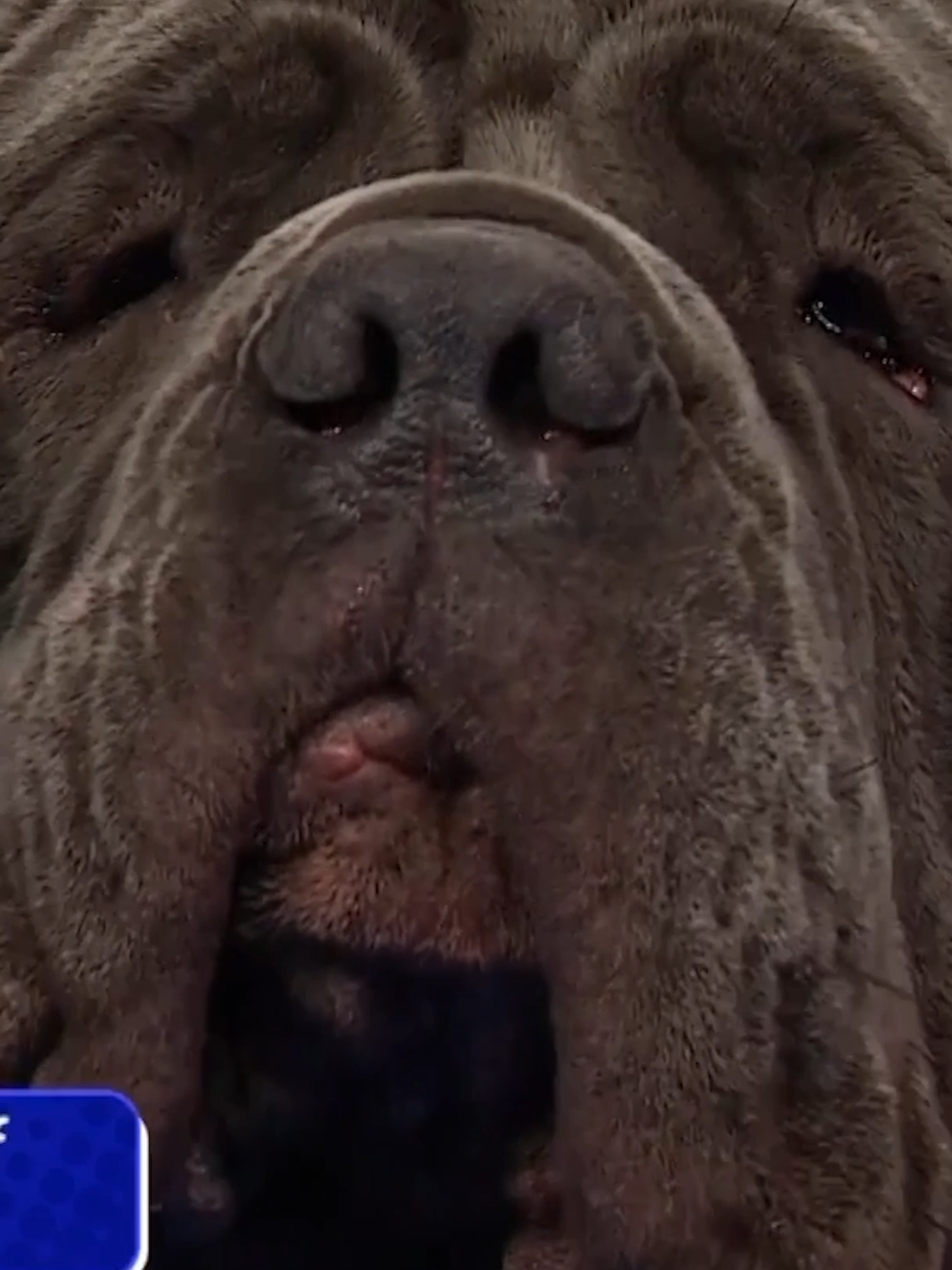 Who's afraid of a little drool? See the Neopolitan Mastif compete in the Working Group at The National Dog Show presented by Purina on NBC & Peacock.  #holiday #nationaldogshow