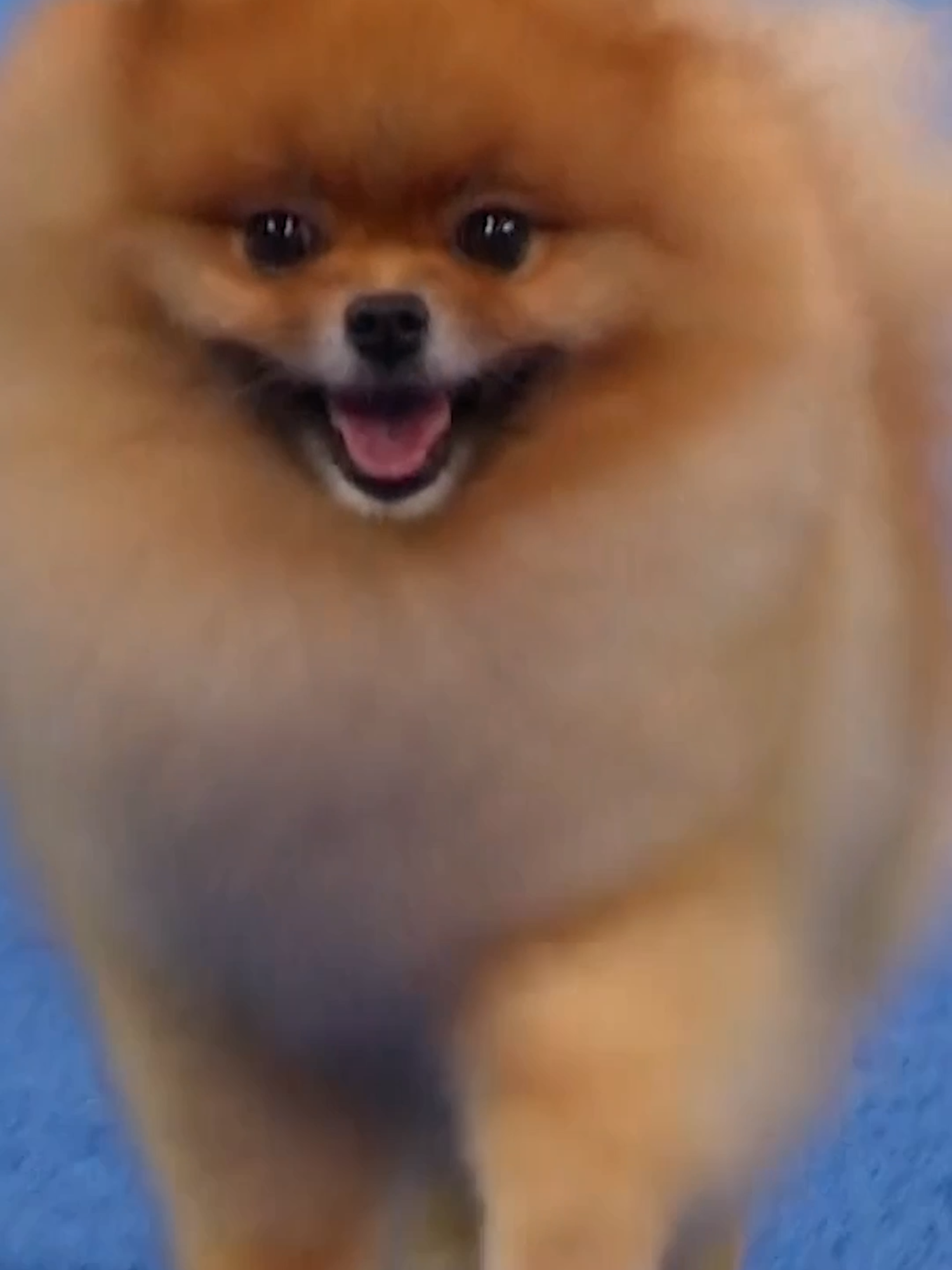 Pomeranian perfection in the Toy Group at The National Dog Show presented by Purina on NBC & Peacock. 🐾 #holiday #nationaldogshow