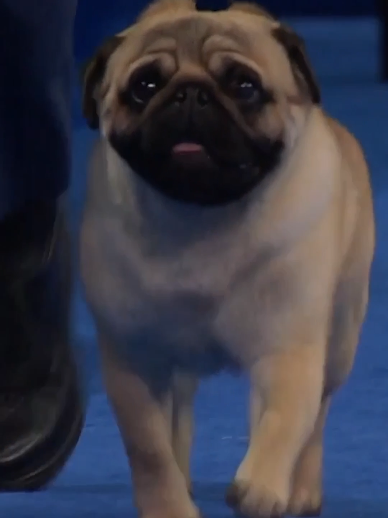 Make way for a small but mighty breed... the Pug! Watch them compete in the Toy Group at The National Dog Show presented by Purina on NBC & Peacock. #holiday #nationaldogshow