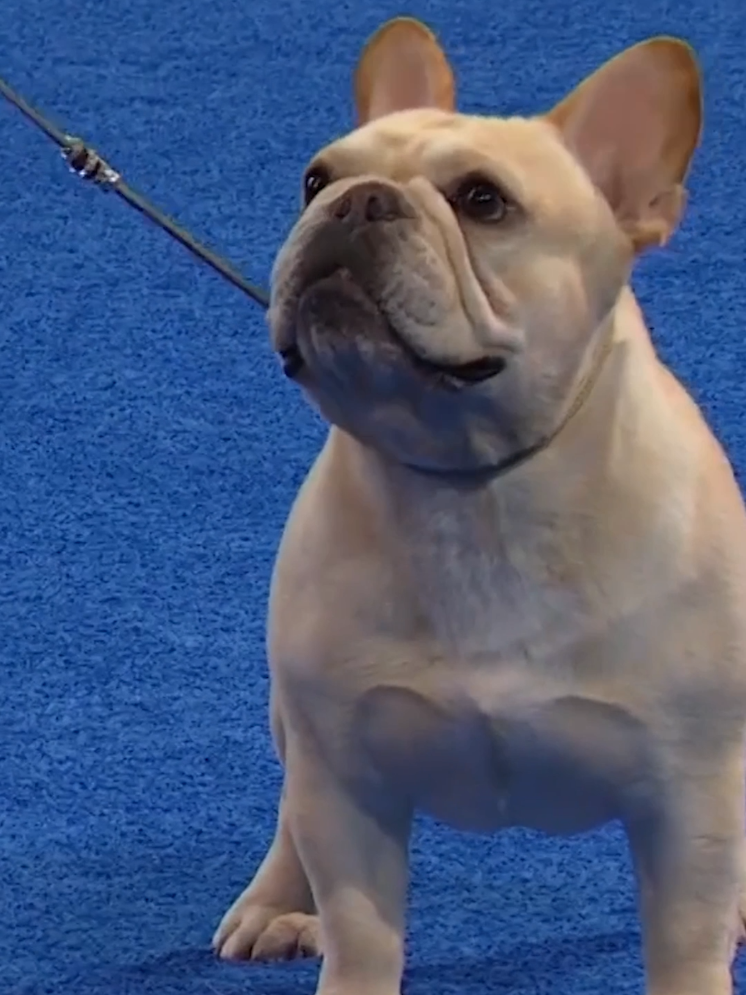 Small in size, big in personality! See the French Bulldog compete in the Non-Sporting Group at The National Dog Show presented by Purina on NBC & Peacock. #holiday #nationaldogshow