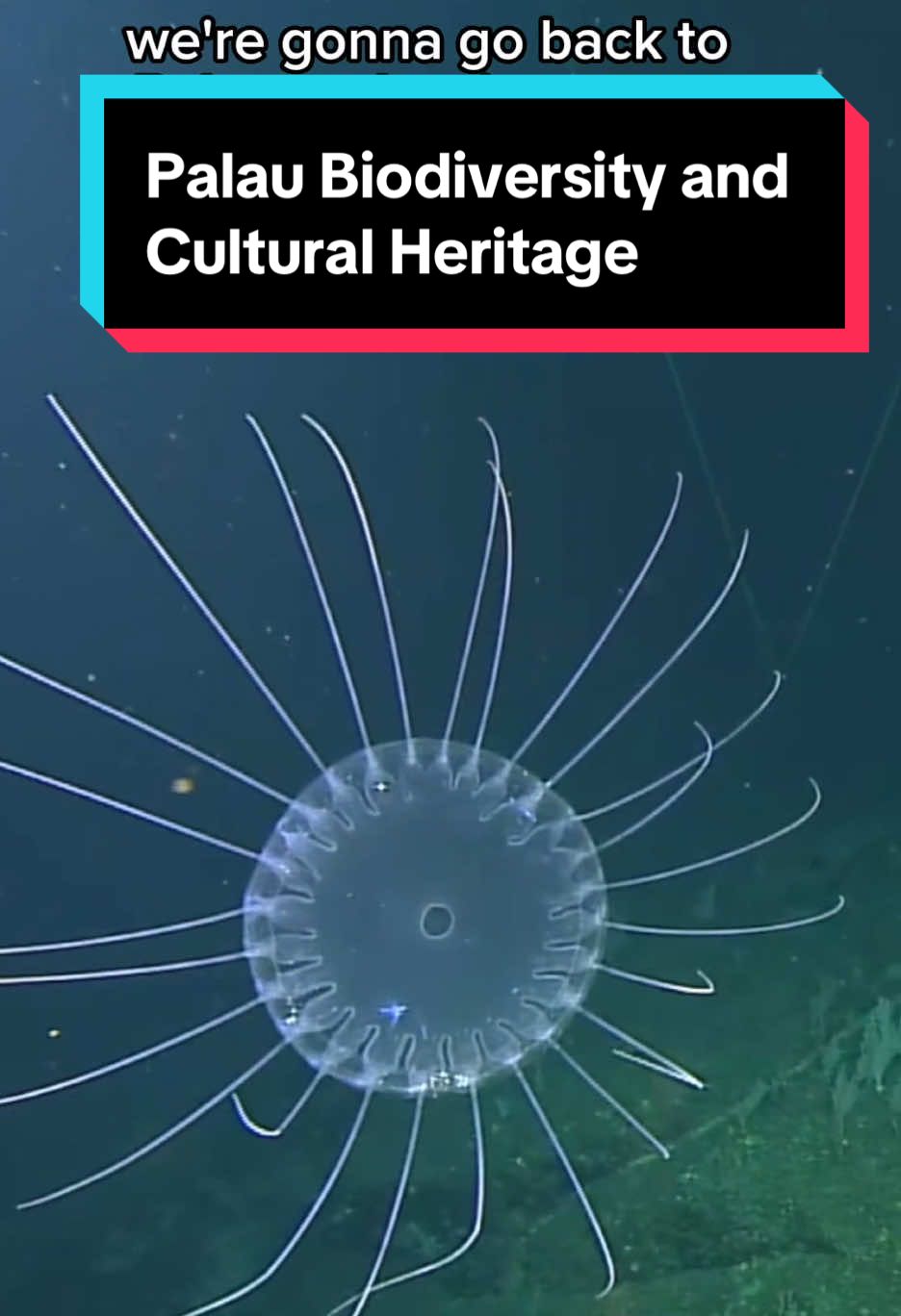 #LebuusVoyage Cultural Liason and Palauan government civil servant Manzel Ngirmeriil explains the deep connections between #Palaunheritage and #oceanexploration. Watch the full video at Nautiluslive.org