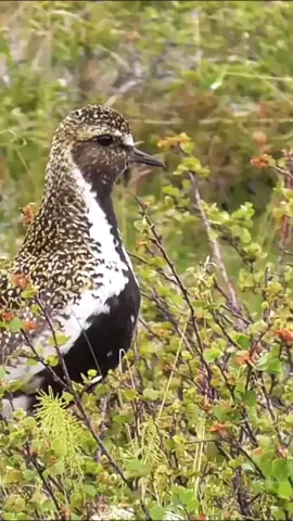 Beautiful Golden Plover Calling. #birds #birdsvoice #beautifull #birdssinging #nature #beautifull #birdslover #beautifullbirds #singing #wildnature #wildlife #wild #peacefull #relaxing #loving #bird #viral #viralvedio #viraltiktok #100k #LearnOnTikTok #grow #tiktok #f #foryoupage #foryou #fyp