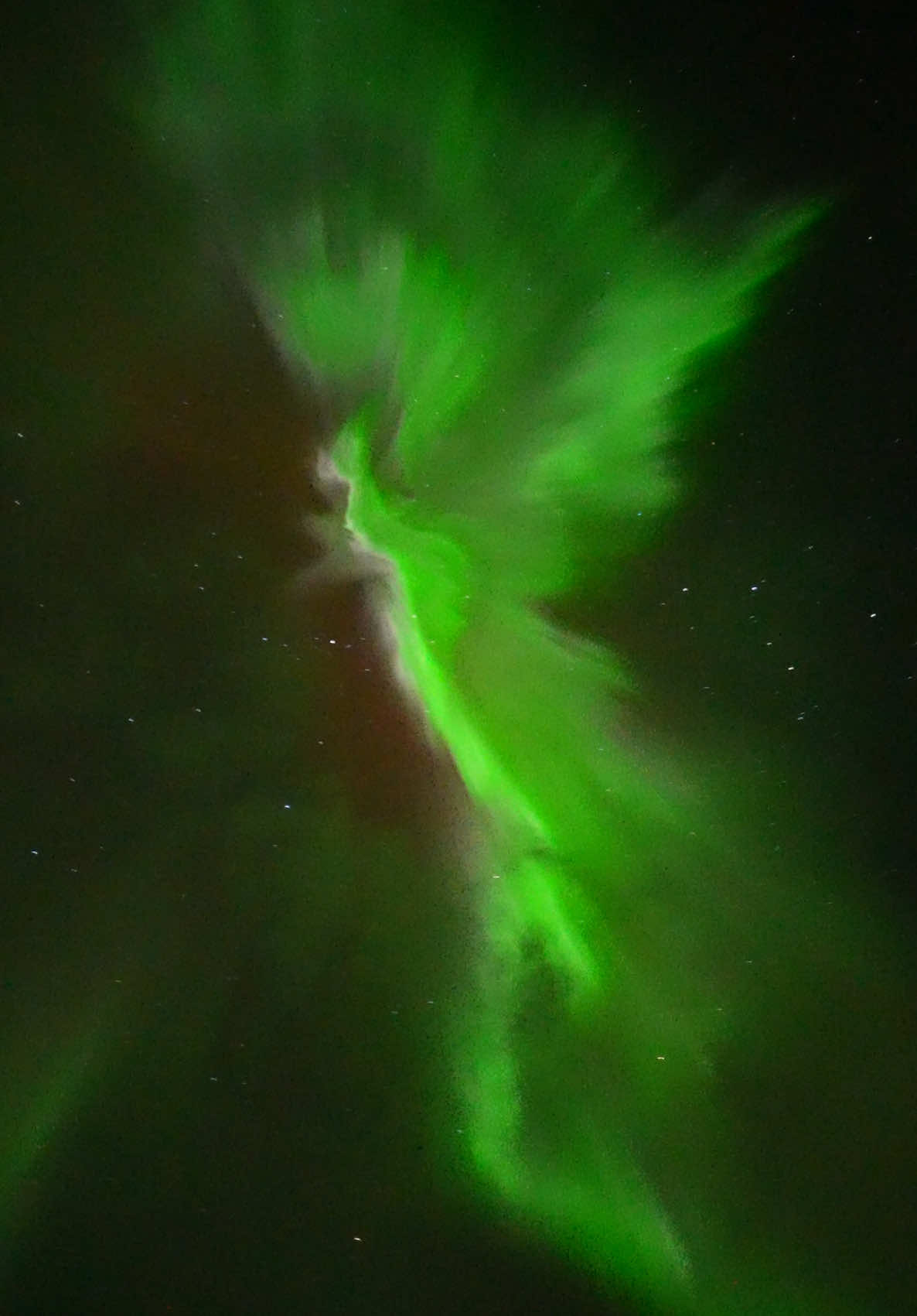 Tonights aurora explosion in Lofoten during the Ultimate Aurora Hunt 🤩💚 #lofoten #nordlys #norway #northernlights #auroraborealis #nordlichter #travelbucketlist #norge #noruega #revontulet #traveltok 