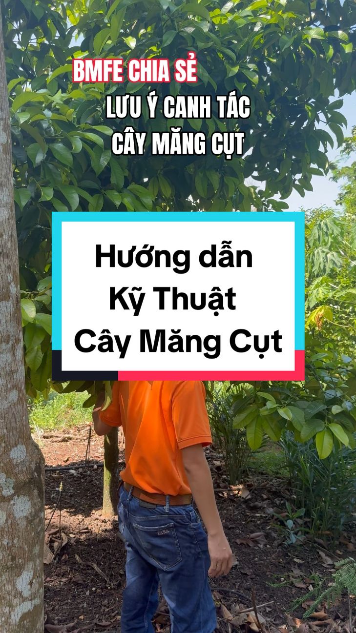 Tư vấn canh tác cây Măng cụt những điều lưu ý bà con cần phải biết! #bmfe #bmfecorp #caymangcut #mangcut #xuhuong #nongnghiep #huongdankythuat @LÊ MINH TÂN 