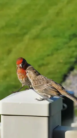 not just feeding, it is passing on the hope of life. Adult male House Finch (Haemorhous mexicanus) is regurgitating to feed a juvenile. #housefinch #birds #DidYouKnow 