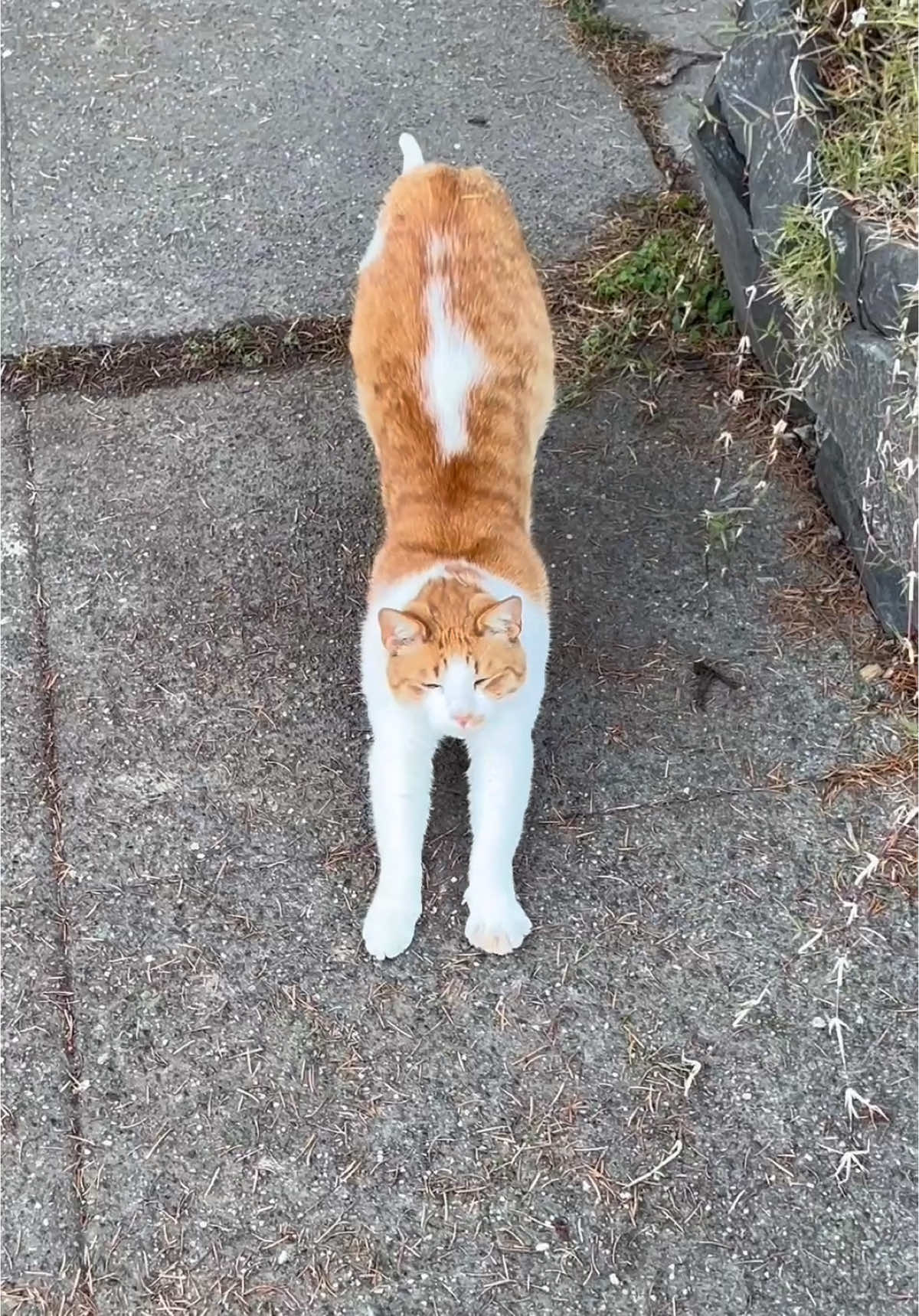mary said AHT AHT AHT #catwalk #catluminati 