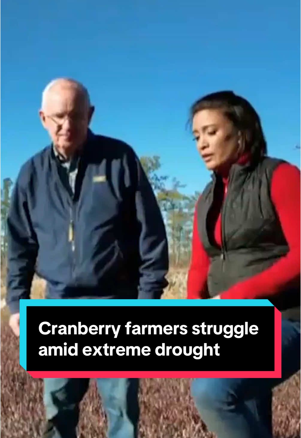 Cranberries are a Thanksgiving staple, but the drought in the Northeast has left some cranberry farmers with a sense of uncertainty this holiday season, despite the recent storms. #thanksgiving #foodtiktok #holidays #holiday  