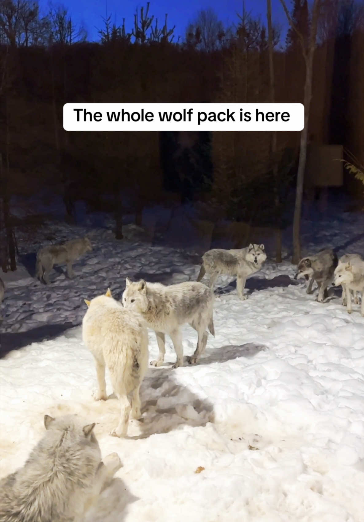 The whole #wolfpack is here  #wolf #wolfcabin 