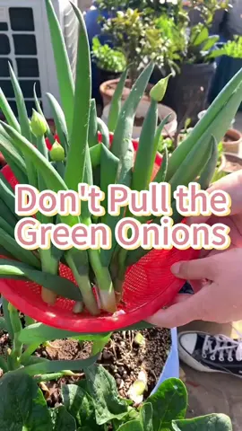 Don't pull the green onions#greenonions#vegetable#cultivation#agriculture#plant#planting#plantingtips#gradening#garden