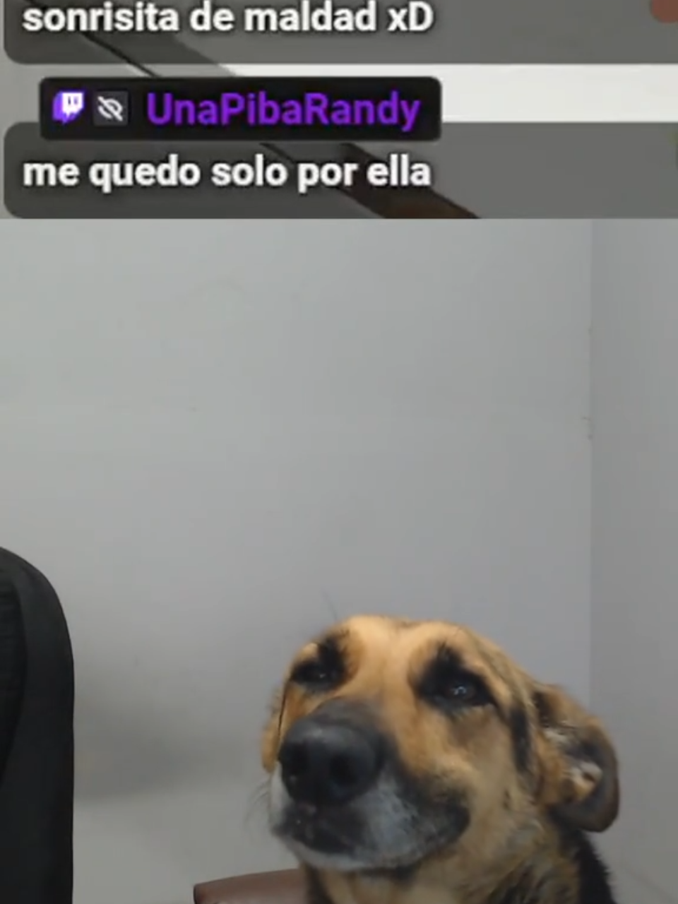 Deje a mi niña stremeando y miren lo que hace ( sonrie y mira a la camara es subreal ) | #daminickplayy de #Twitch #stream #tiktokviral #justchatting #perros #perro #perrostiktokers