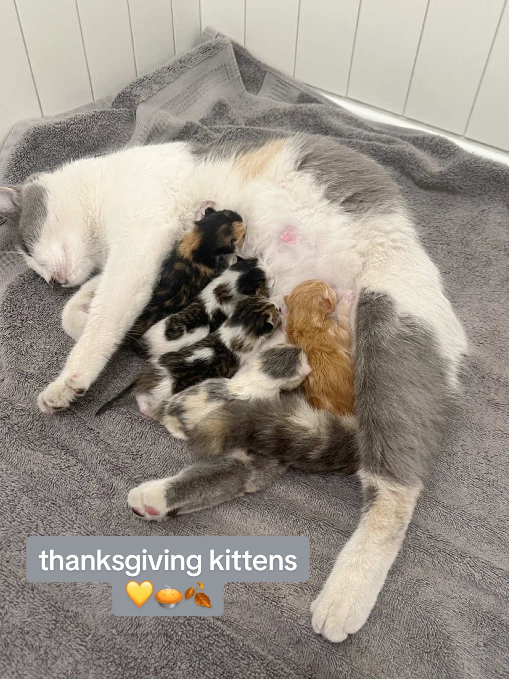 meet pie, pecan, pumpkin, key-lime, apple, and cherry 🥧🍂 #thanksgiving #kitten #newbornkittens 