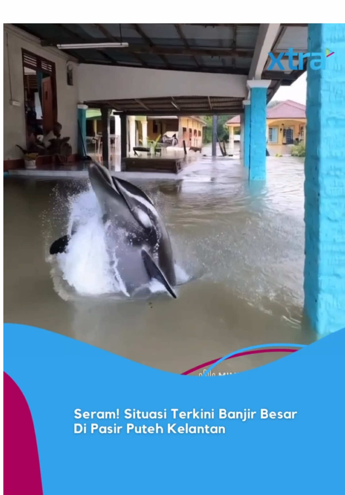 Takutnya 😭🥹 kalau kena gigit nanti macam mana? Selamat ke? 😫📏 #fyp #xtra #kelantan #banjir #pasirputeh #dolpin #buaya #beritaditiktok #sembangentertaiment 📹: kingrojak