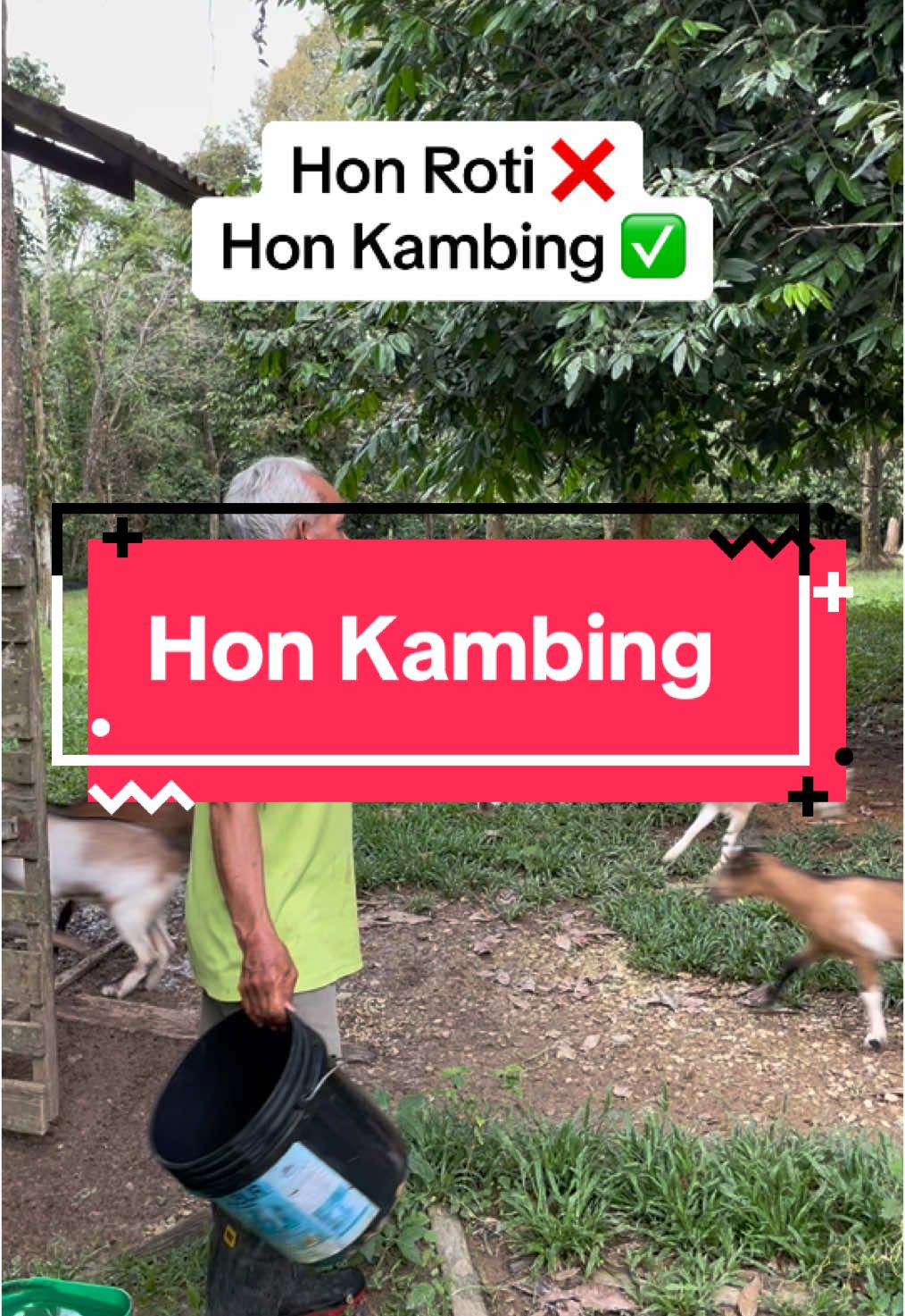 Macam ni cara kami panggil kambing balik reban.🤭 #kestariagro #diariternak #projekternak #ayamkestari #ayamkampungori #ayamkampungtemerloh #kambingtemerloh #kambingkampung#