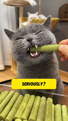Did you know chewing helps maintain your cat’s dental health? 🐾 The Cat Grass Teething Stick is an all-natural way to support healthy teeth and gums. 🌱 💚 Shop now: Link in Bio #CatHealthTips #NaturalCatCare #HealthyCatTeeth #FelineWellness #CatOwnersUnite