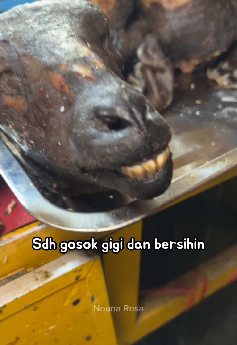 Yedeura~~ kalian pernah makan sop kepala kambing? Aku baru pertama kali lihat kepala kambing😱 waaah aku jujur kaget haha tapii kuahnya enak!! Aku gak nyangka~! Kalau suka kambing, coba aja 😆 kalau aku masih kurang familiar sama rasa daging kambing tp menurutku ini pengalaman yang unikk~ Kalian suka daging kambing dimasak apa? Komen yaa 📍 Jl. Raya Puncak - Gadog No.12, Cisarua, Kec. Cisarua, Kabupaten Bogor, Jawa Barat  #kuliner #jajanantiktok #noonarosa #jajanan #serunyakuliner 