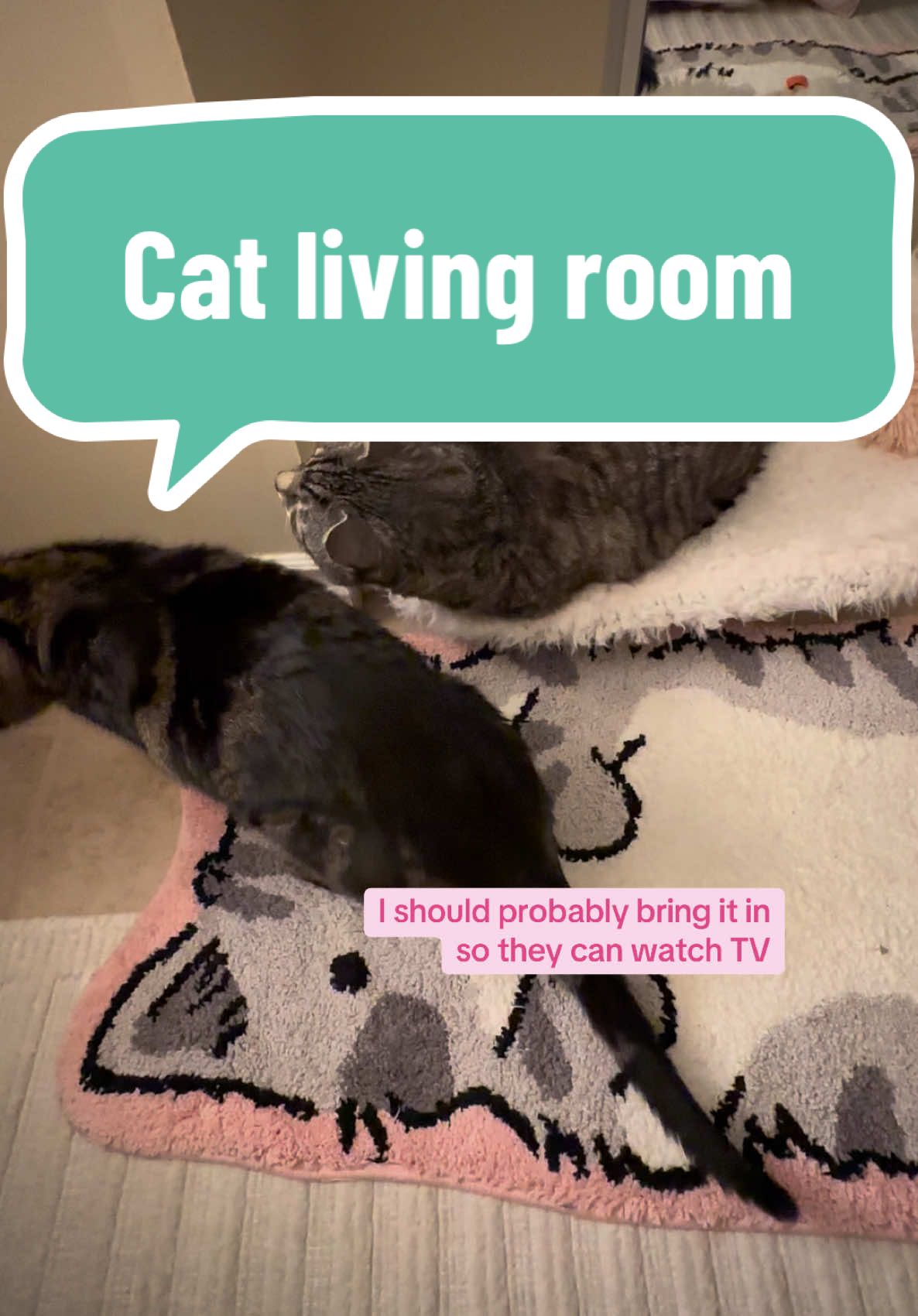 Cat living area. My cats are spoiled #tiktokshopcybermonday #tiktokshopblackfriday #catroom #catdecor #catsoftiktok #catfurniture  