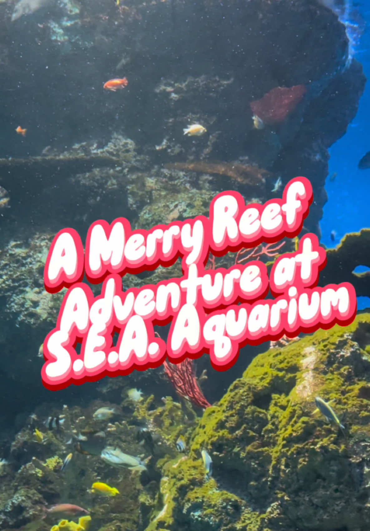 A Merry Reef Adventure runs from 29 November 2024 to 2 January 2025 at S.E.A. Aquarium. #sgnews #tiktoksg #seaaquarium #rwsmoments #amerryreefadventure @Resorts World Sentosa 