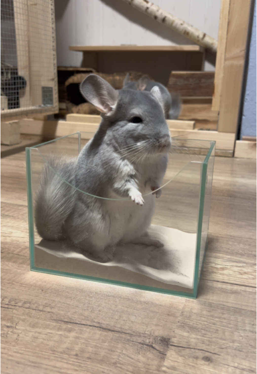 They went crazy for the sandbath yesterday 🥰😂 What a Chinchilla would do for fresh sand 😂👌🏽🥰 #chinchilla #cute #fluffy #animals #chinchillasoftiktok #sandbath #health 