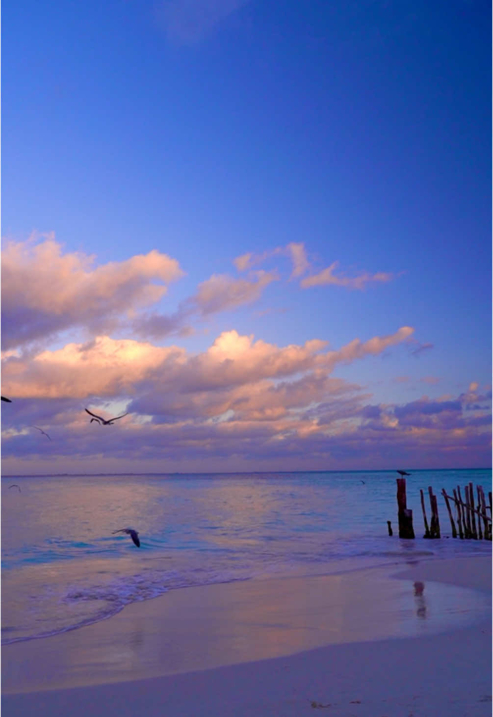 One morning in Mexico 🕊️🌊🥹 #mexico🇲🇽 #mexicocheck #mexique #sunrise #playa #islamujeres #islandvibes #pink #birdwatching #leverdesoleil #plage #dreamdestination #traveltok #calm #easthetic #viralvideos #frypgシ #pourtoi #wakeup #yucatan #caribbean #sea 