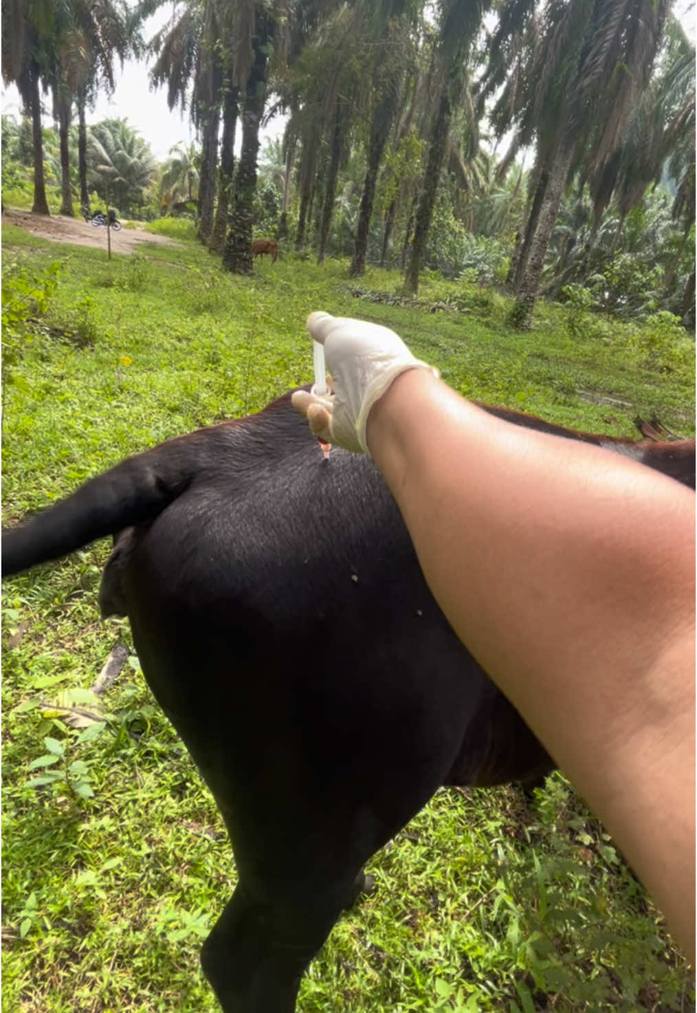 Moment lucu ketika sapi ini ga mau direkam saat disuntik #sapiviral #fyp 