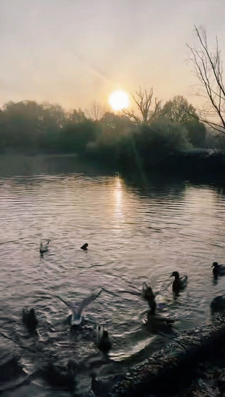 A beautiful Autumn day Sunrise  #naturelover  #autumnvibes  #lake  #nature  #sunrise  #naturemeditation  #morningvibes  #meditation   