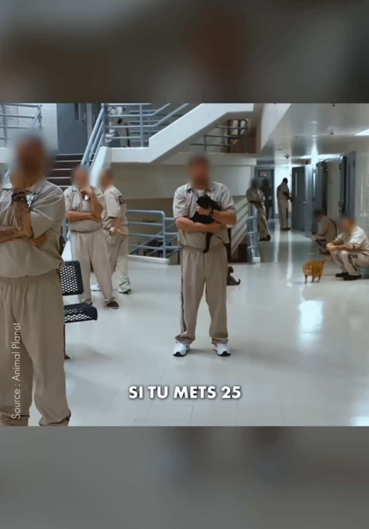 25 Chats en prison il ce pase quoi ?  #chat #reportage #prison 