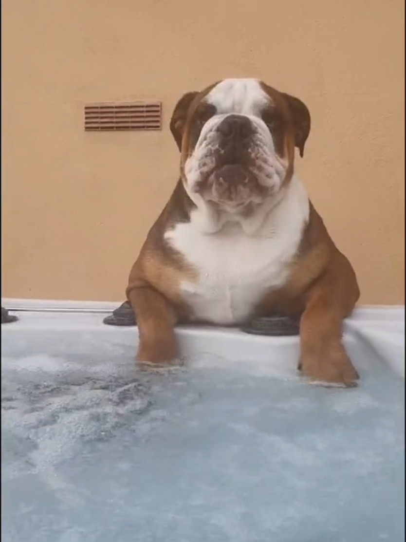 #onthisday #animal #dog #cute #englishbulldogpuppy #pets #megans_angels #foryoupage #foryou #fypシ #sebastian 