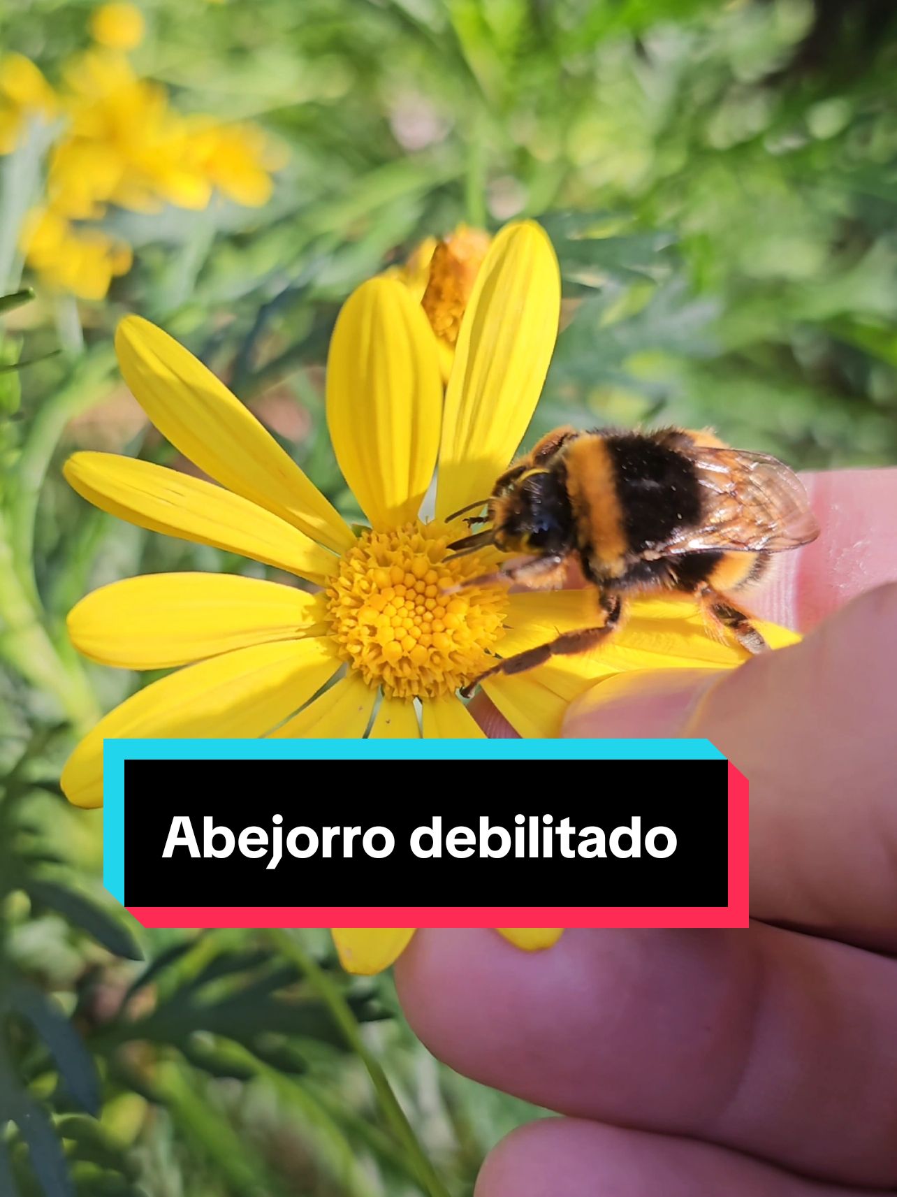 Un clásico el video de ayudar a abejorros debilitados! #abejorro #bombusterrestris #animales #naturaleza #ayudandoanimales #ayudaranimales #campo 