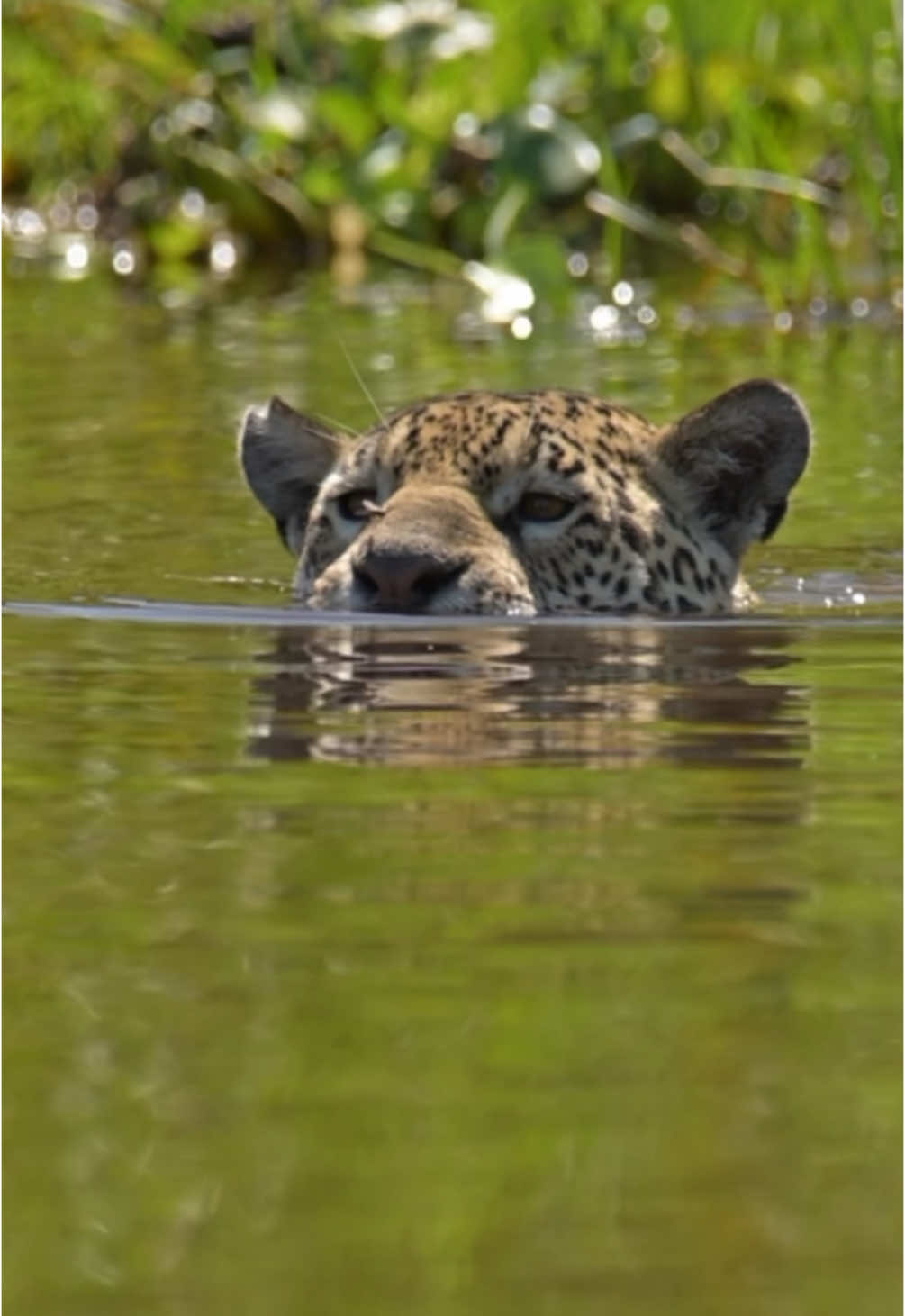 🌊🐆 The jaguar, a true icon of the Pantanal, thrives in both water and land. Captured at Corixo Negro, in the Encontro das Águas State Park, this video reveals their incredible swimming skills and unique hunting strategy. From caimans to fish and capybaras, jaguars are masters of aquatic predation, embodying the strength and adaptability of this vast wetland. Protecting them means preserving the soul of the Pantanal! 🌿✨ 🌊🐆 A onça-pintada, verdadeiro ícone do Pantanal, domina tanto a terra quanto a água. Capturado no Corixo Negro, no Parque Estadual Encontro das Águas, este vídeo revela suas incríveis habilidades de natação e estratégia de caça única. De jacarés a peixes e capivaras, as onças são mestres da predação aquática, representando a força e a adaptabilidade desse vasto bioma. Proteger as onças é preservar a essência do Pantanal! 🌿✨ #Pantanal #Jaguar #OnçaPintada #WildlifePhotography #Conservation #NatureLovers #BrazilianWildlife #JaguarSwimming #EncontrodasÁguas #BigCats #ProtectWildlife #WildlifeLover #Biodiversity #NatureGuide #EcoTourism #SustainableTourism #PantheraOnca #SaveThePantanal #NatureIsBeautiful #WildlifeProtection #fyp #yaraecosafaripantanal #portojofre #pocone #destinosturisticosmt #viagem #ecoturismo #biology #biologo #biologia #ecologia #safari #travelbrazil 